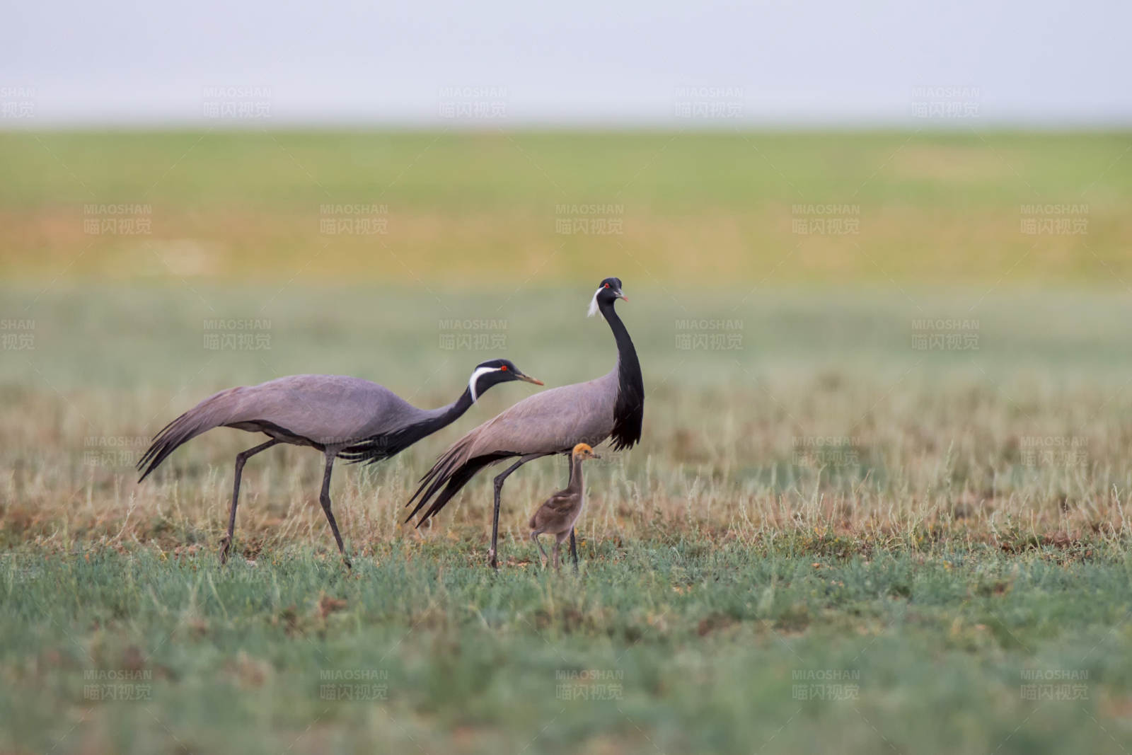 草原上的鹤类家族图片