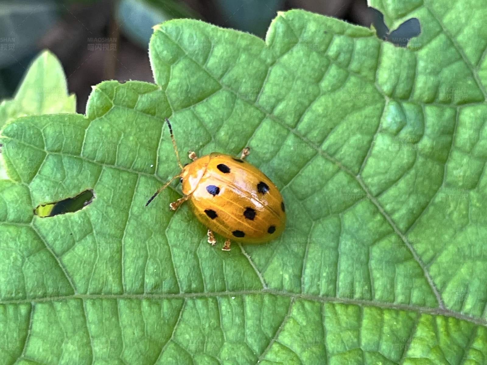 黄斑瓢虫栖息绿叶间图片