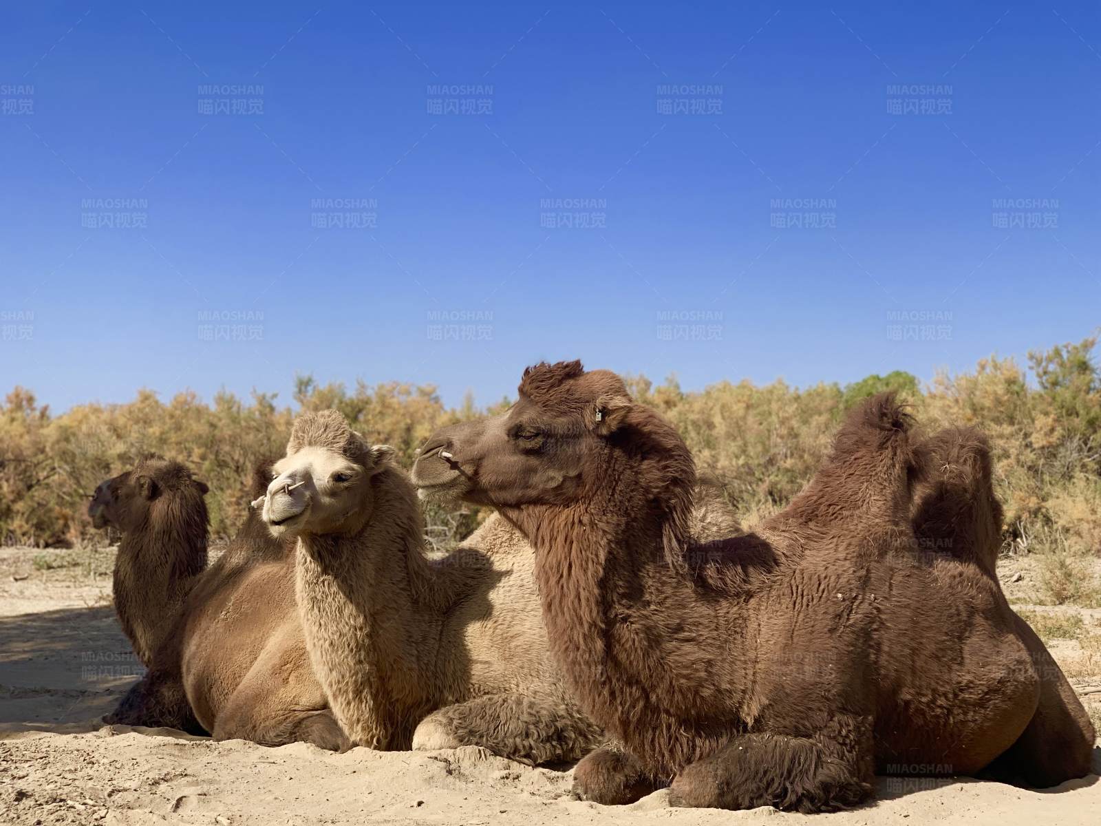 沙漠中的骆驼休息时光图片