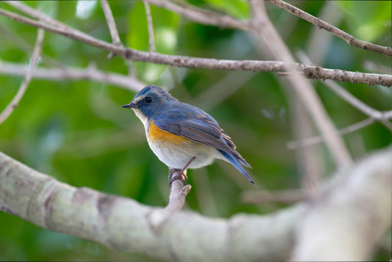 蓝橙小鸟栖枝头图片