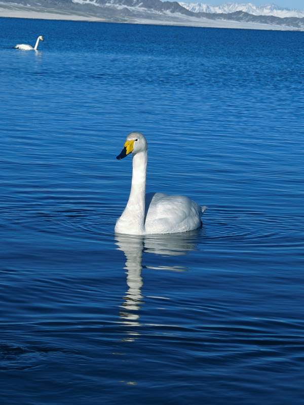 湖中天鹅图片