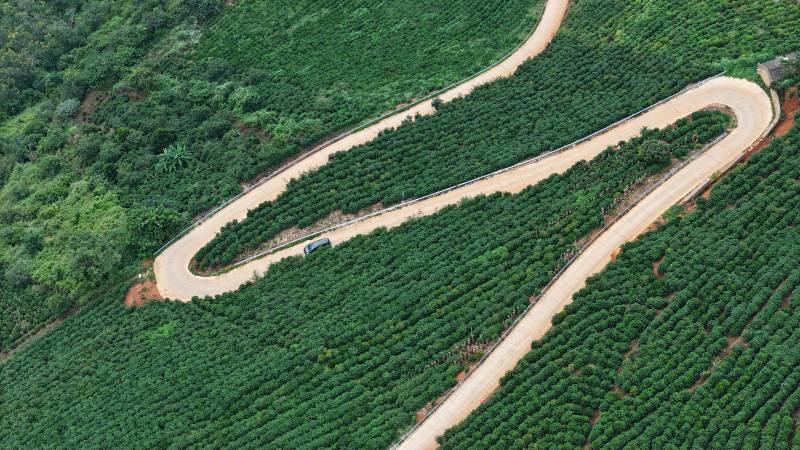 蜿蜒山路穿过茶园图片