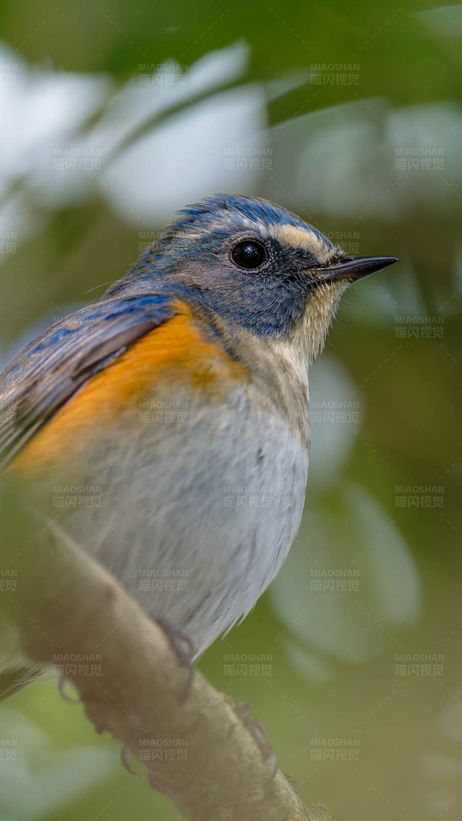 蓝橙小鸟栖息枝头图片