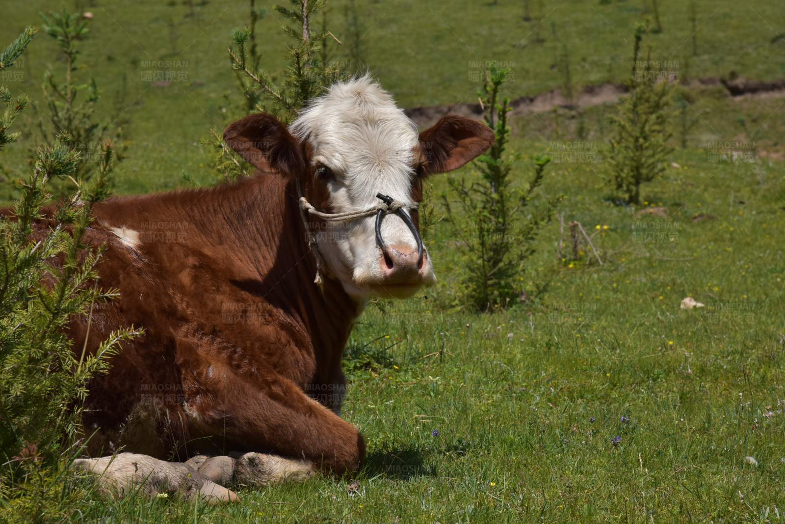 休息的奶牛图片