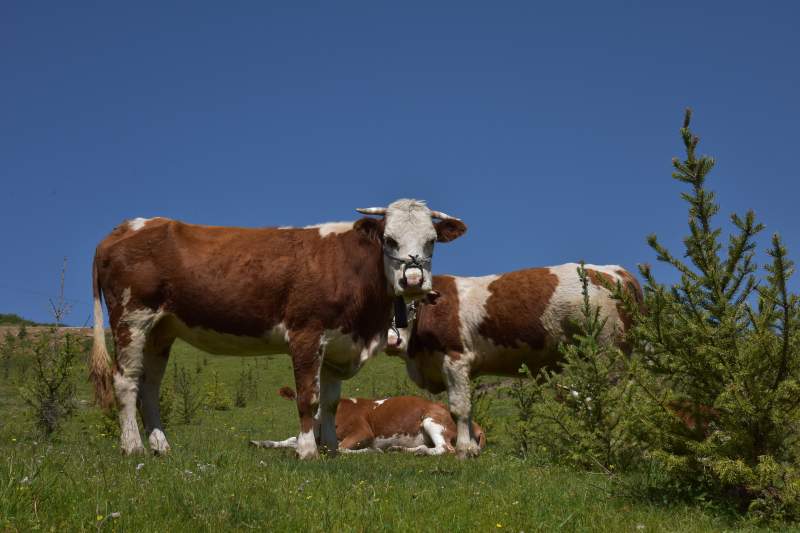 牧场上的牛群图片