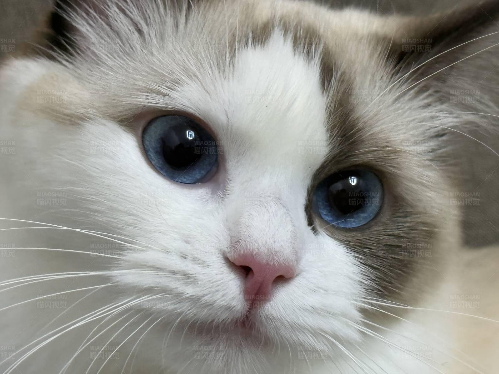 蓝眸白猫特写图片