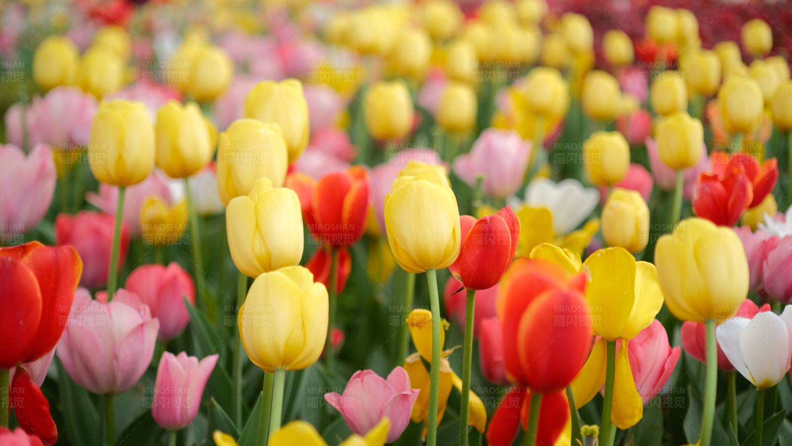 五彩斑斓的郁金香花海图片