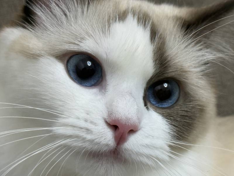 蓝眸白猫特写图片