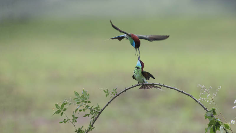 蜂鸟空中对决图片