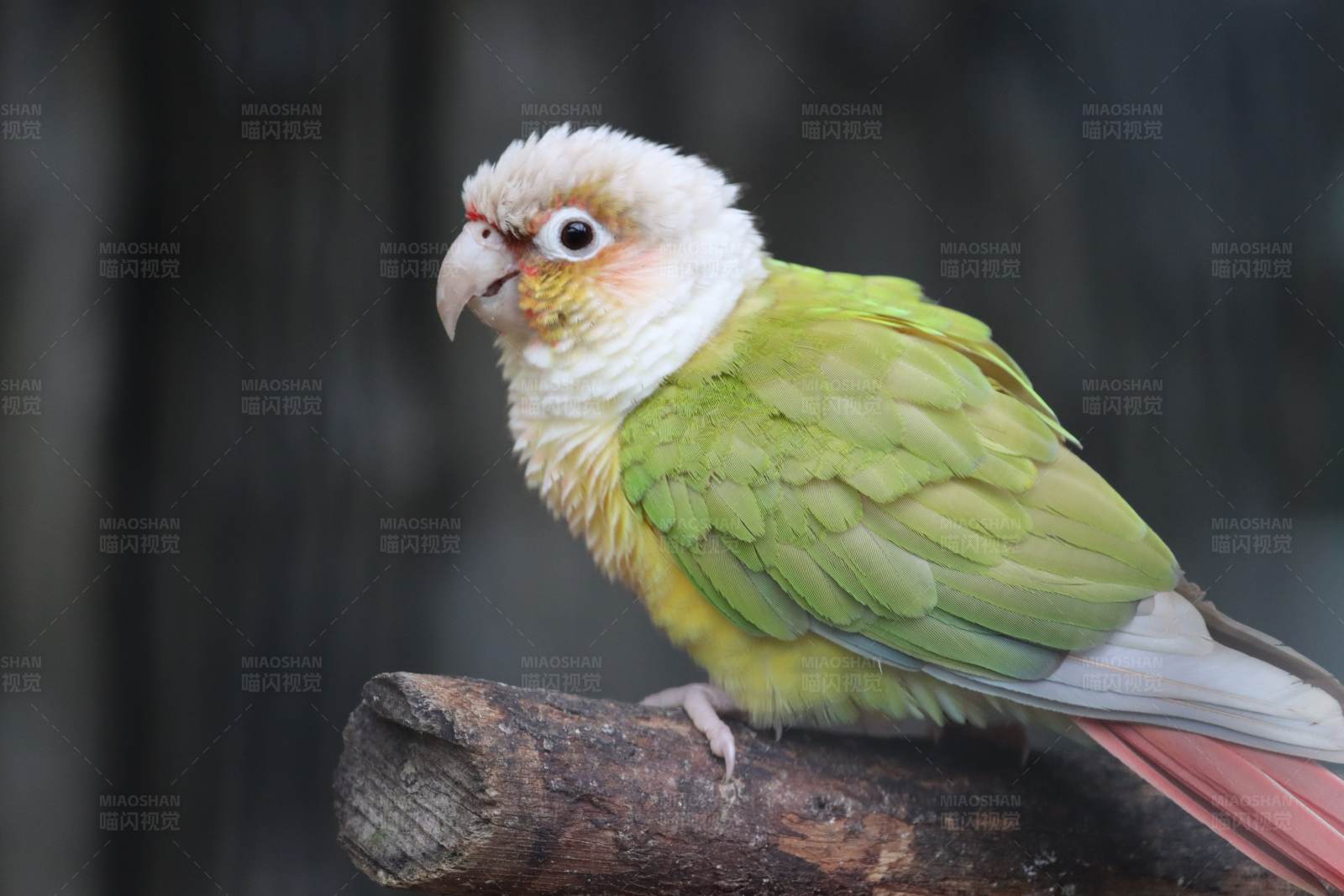 彩色鹦鹉栖息树枝图片