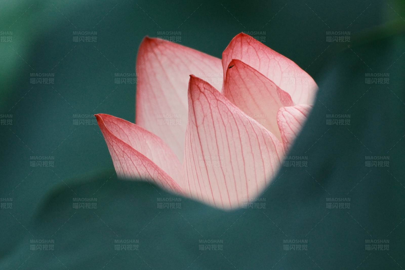 含苞待放的荷花图片