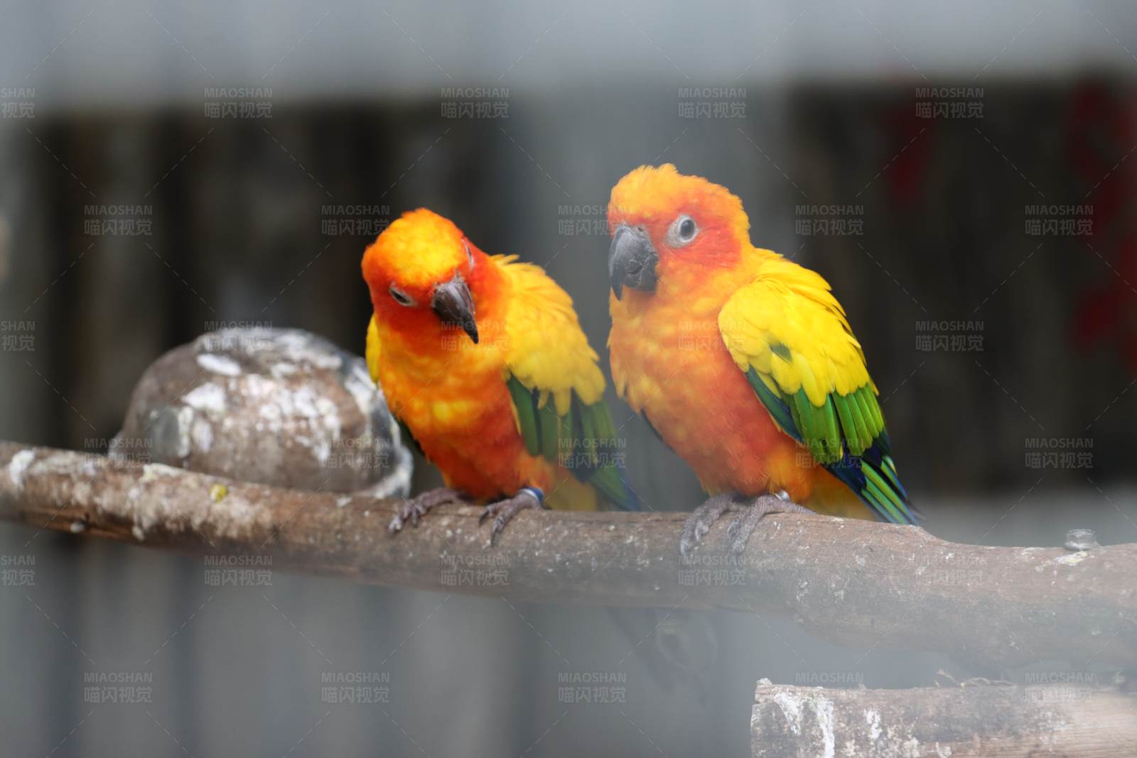 彩虹鹦鹉栖息枝头图片