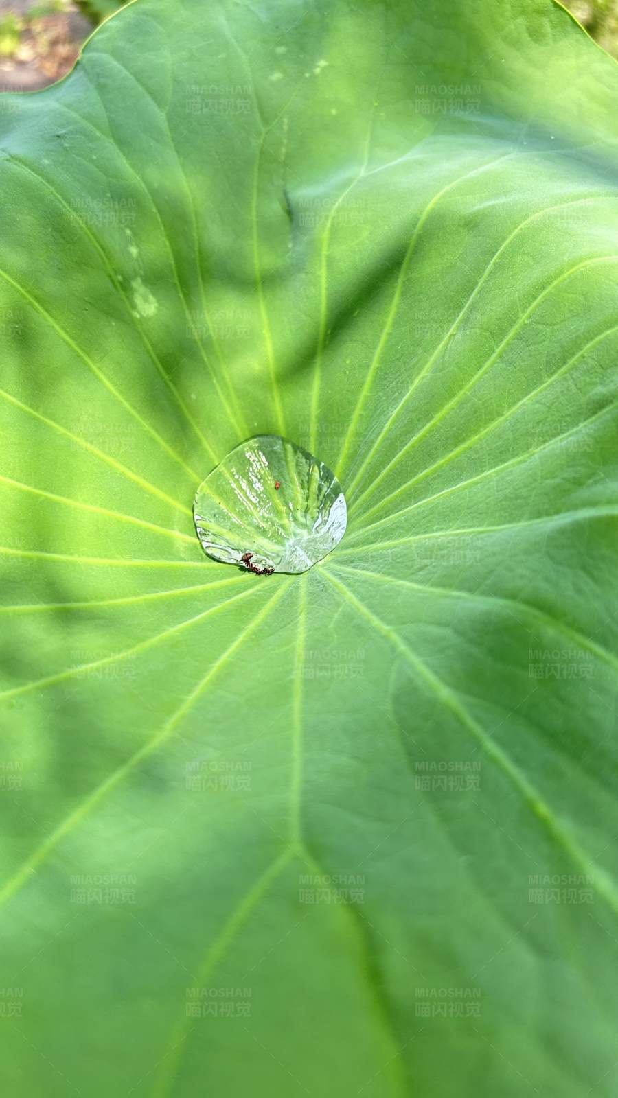 荷叶上的水珠图片