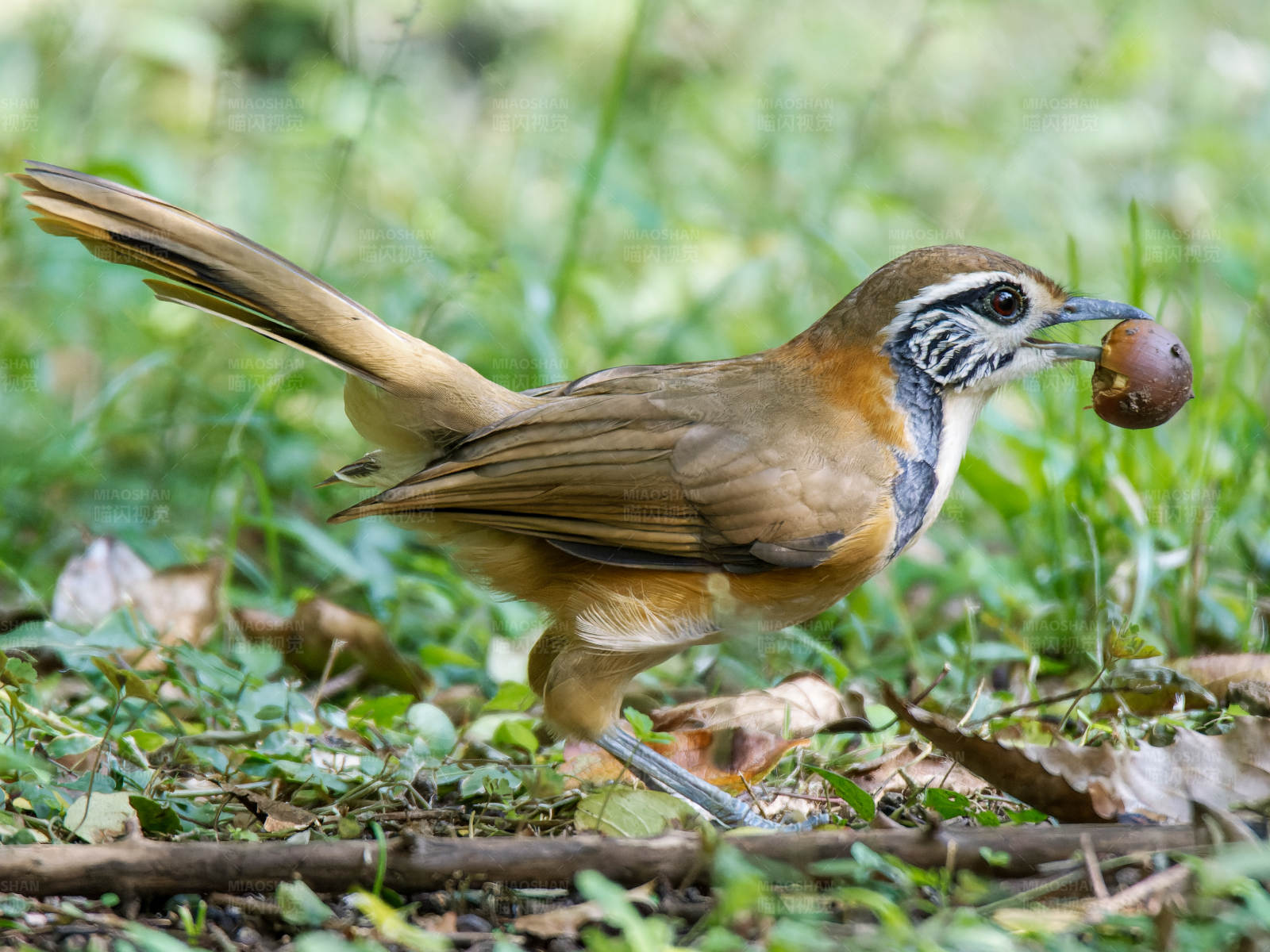 黑领噪鹛吃板栗图片