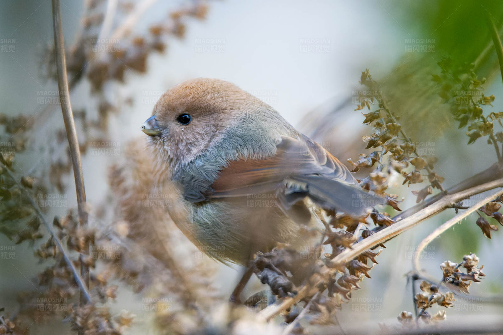 小鸟栖息在枯枝上图片