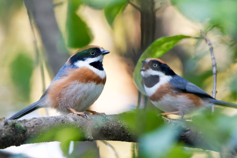 两只红头长尾山雀栖息在树枝上图片
