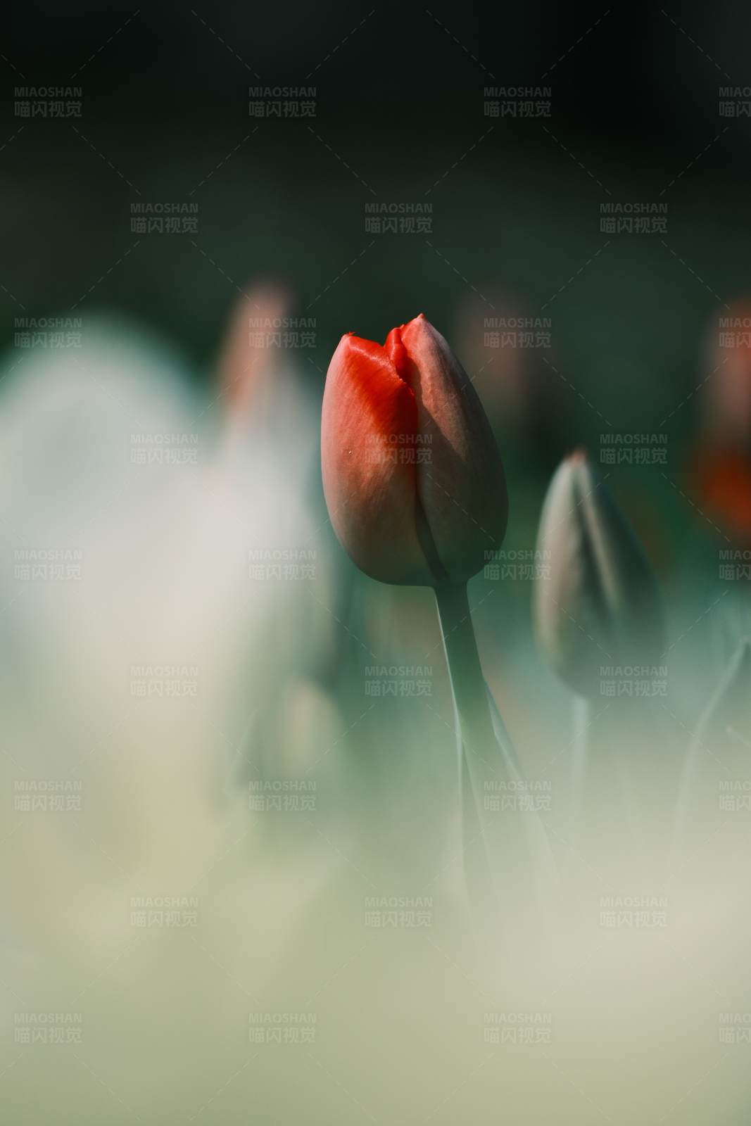 含苞待放的红色郁金香图片
