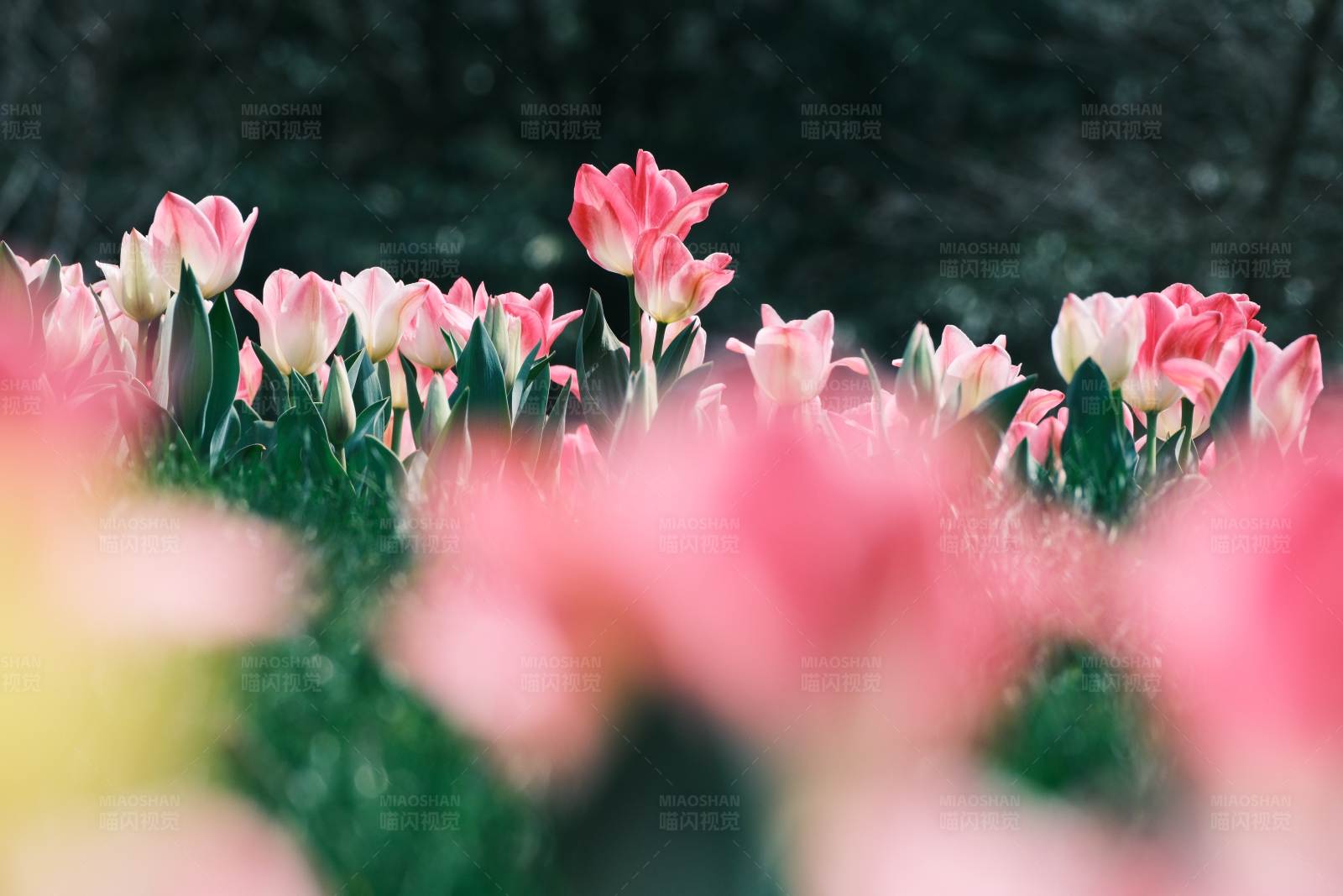 粉色郁金香花海图片