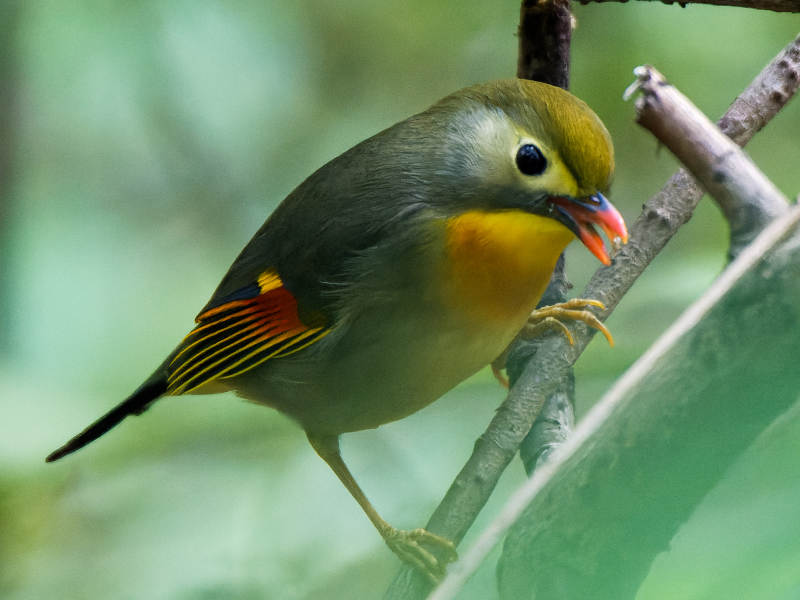 彩色羽毛的小鸟图片