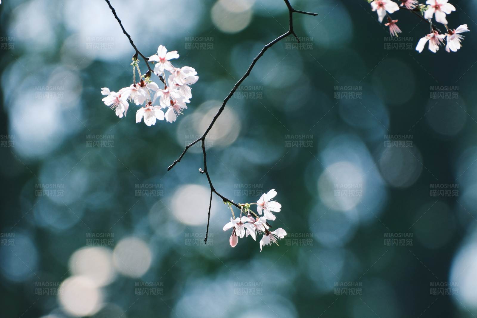 春日樱花绽放图片