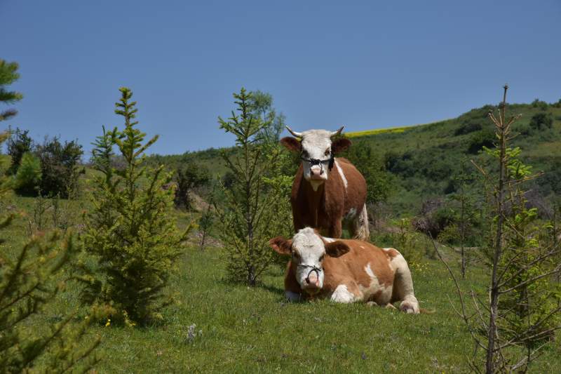 牧场上的两头牛图片