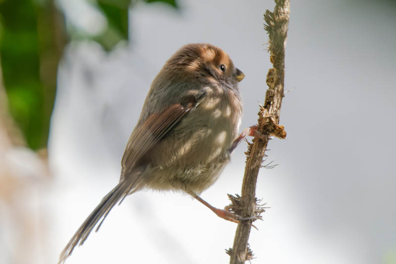 棕头鸦雀栖息在树枝上图片