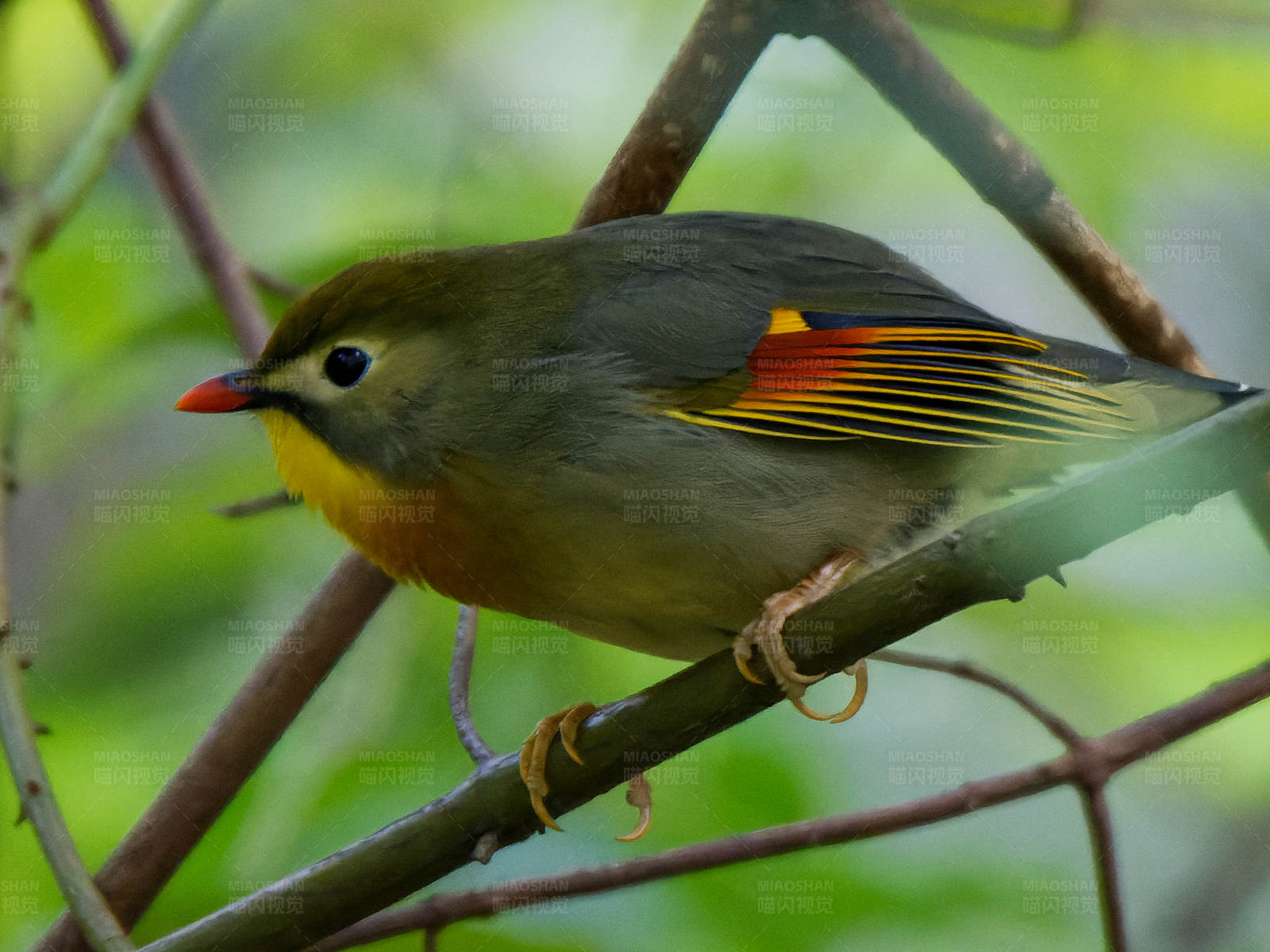 红嘴相思鸟栖息枝头图片