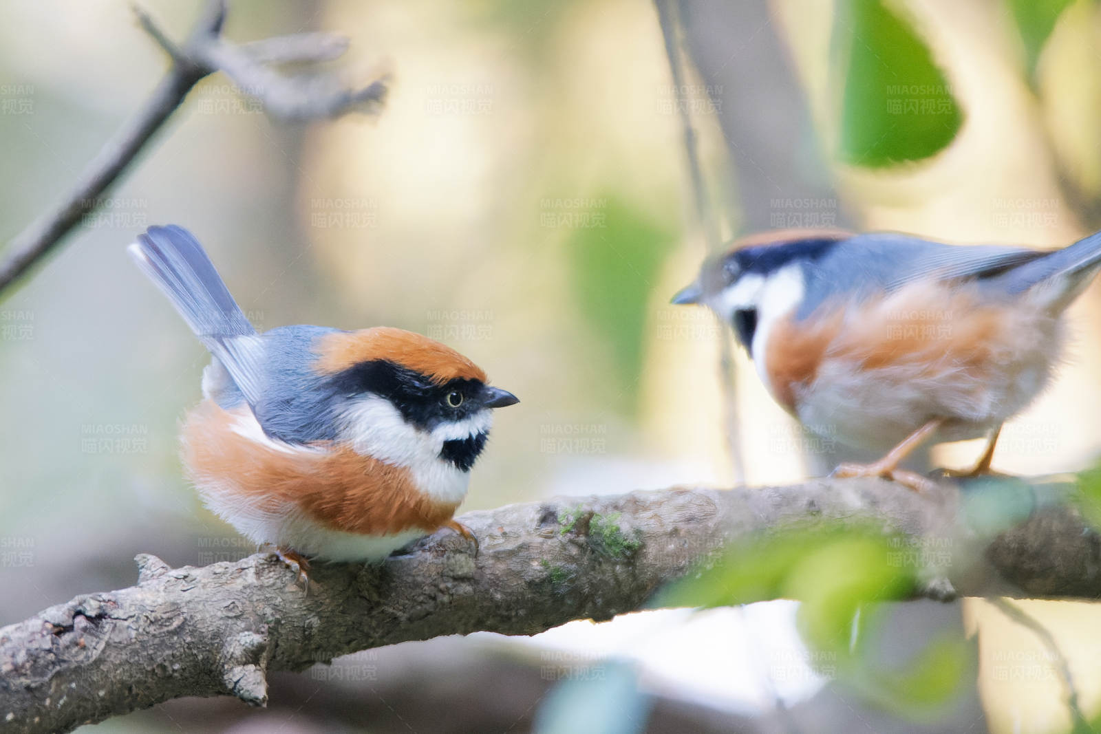两只小鸟栖息在树枝上图片