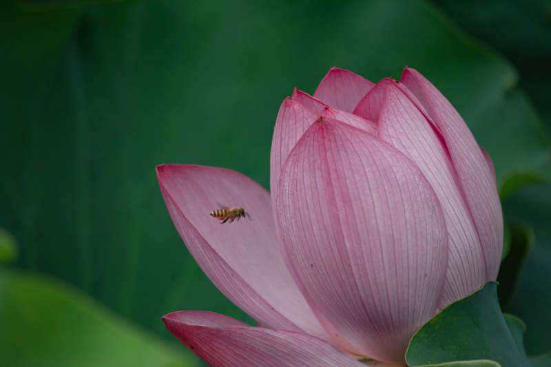 蜜蜂与莲花图片