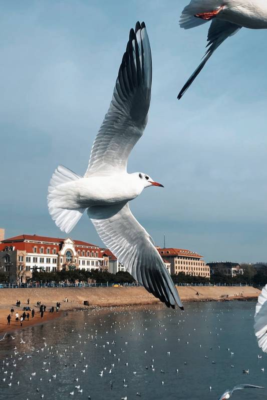海鸥翱翔图片