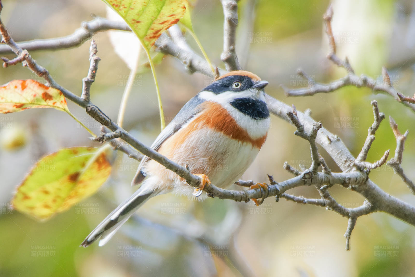 秋叶间的美丽小鸟图片