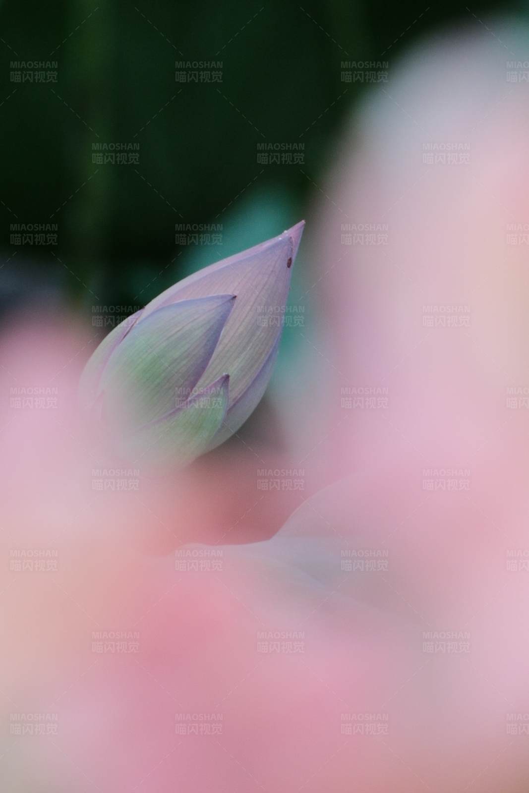 含苞待放的莲花图片