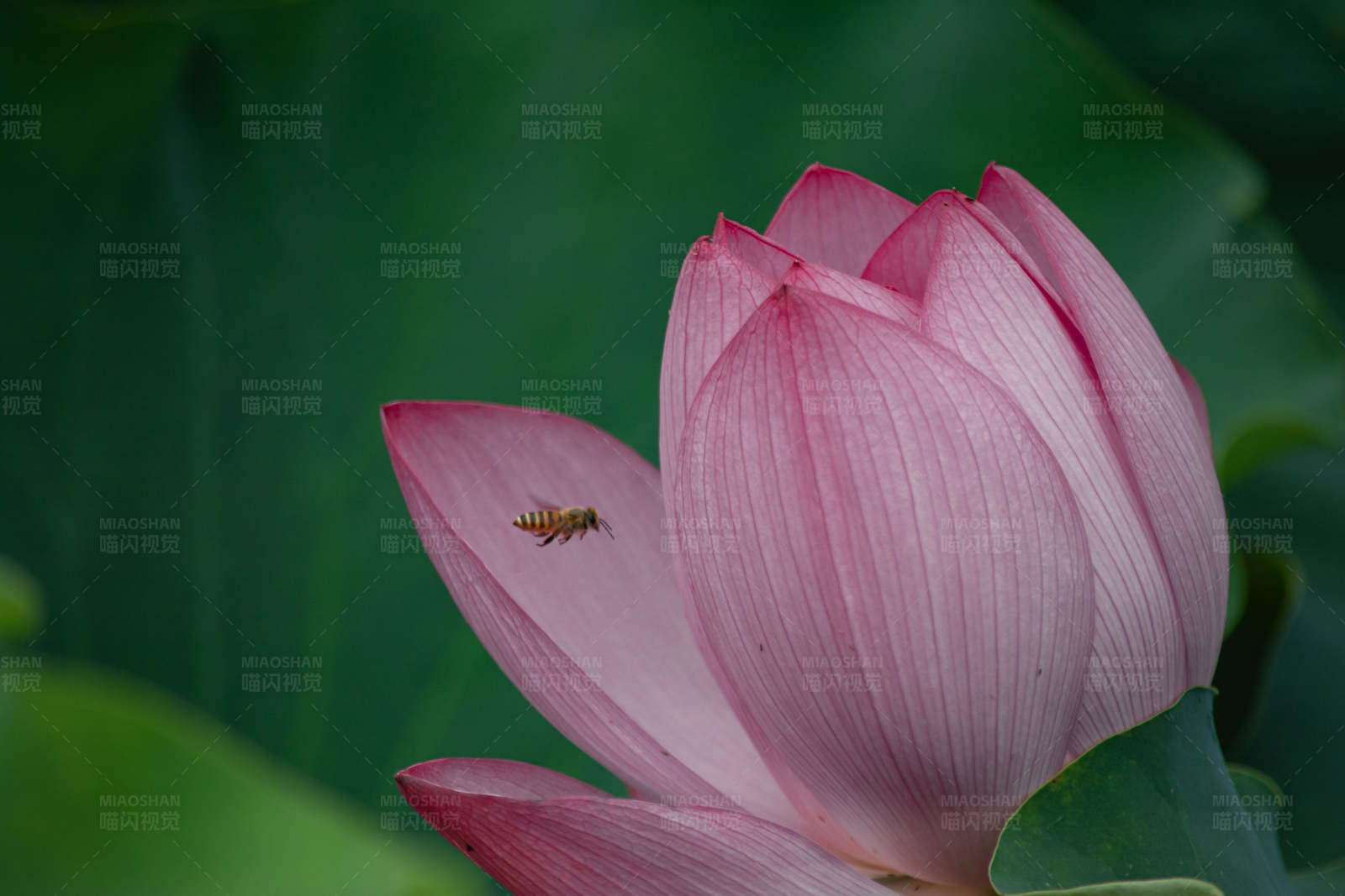 蜜蜂与莲花图片