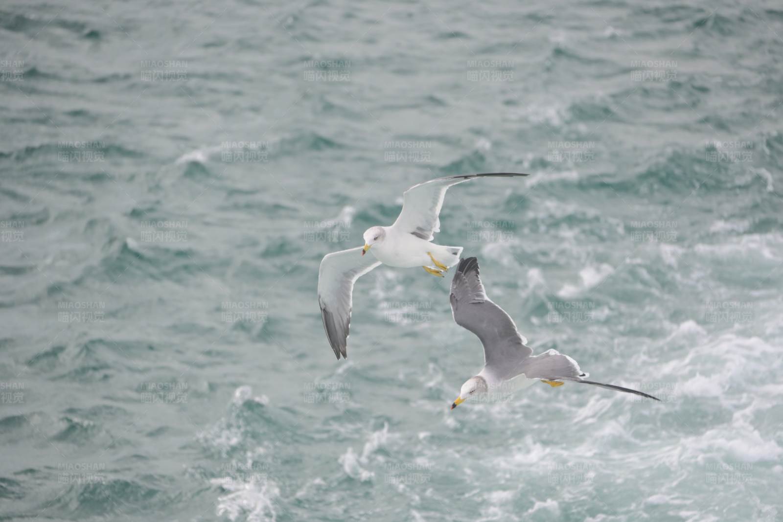 海鸥翱翔图片