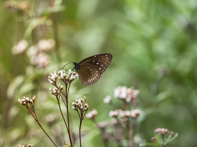 蝴蝶栖息在花上图片