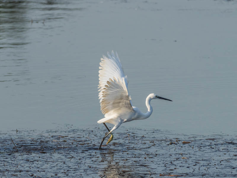 白鹭展翅 水边起舞图片