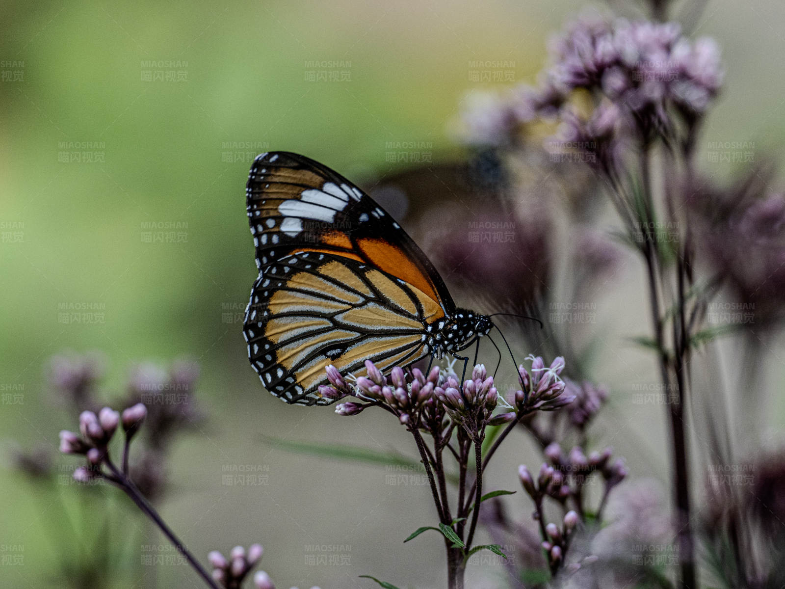 蝴蝶栖息花间图片