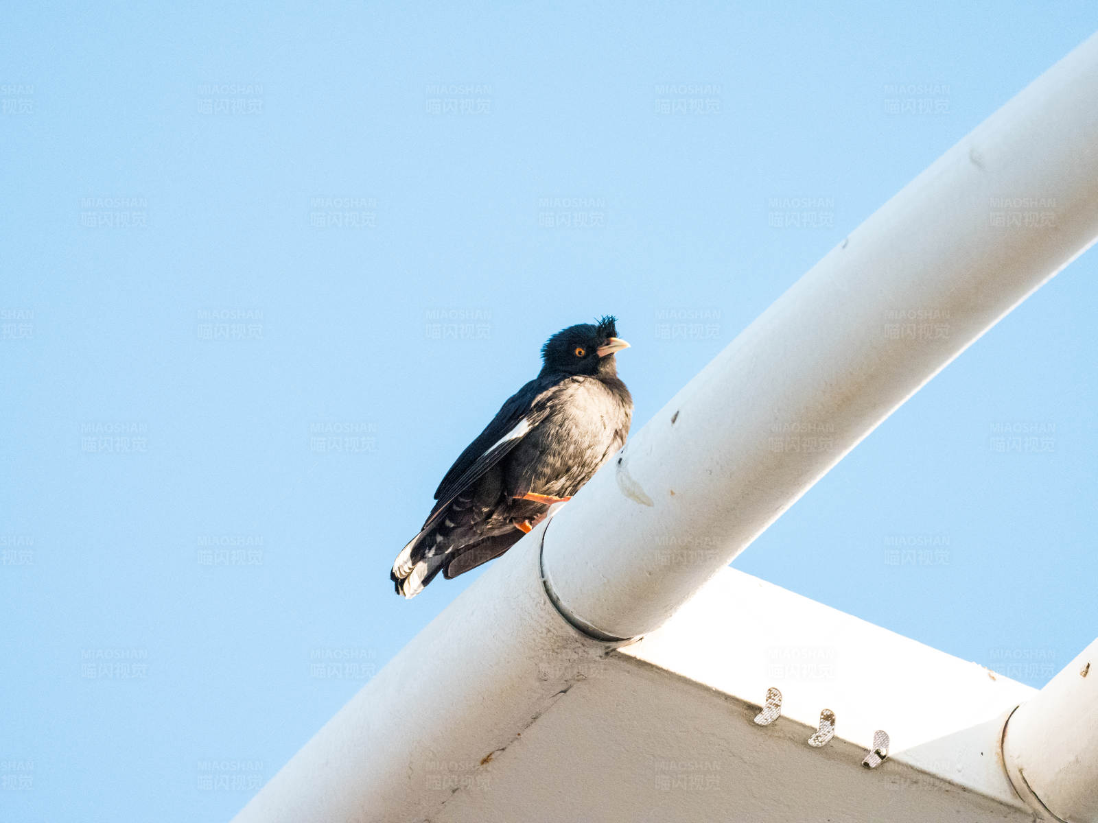 八哥栖息在白色栏杆上图片