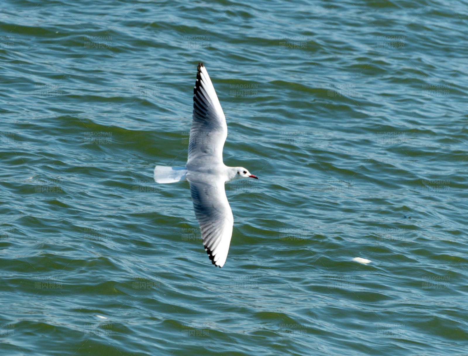 海鸥翱翔图片