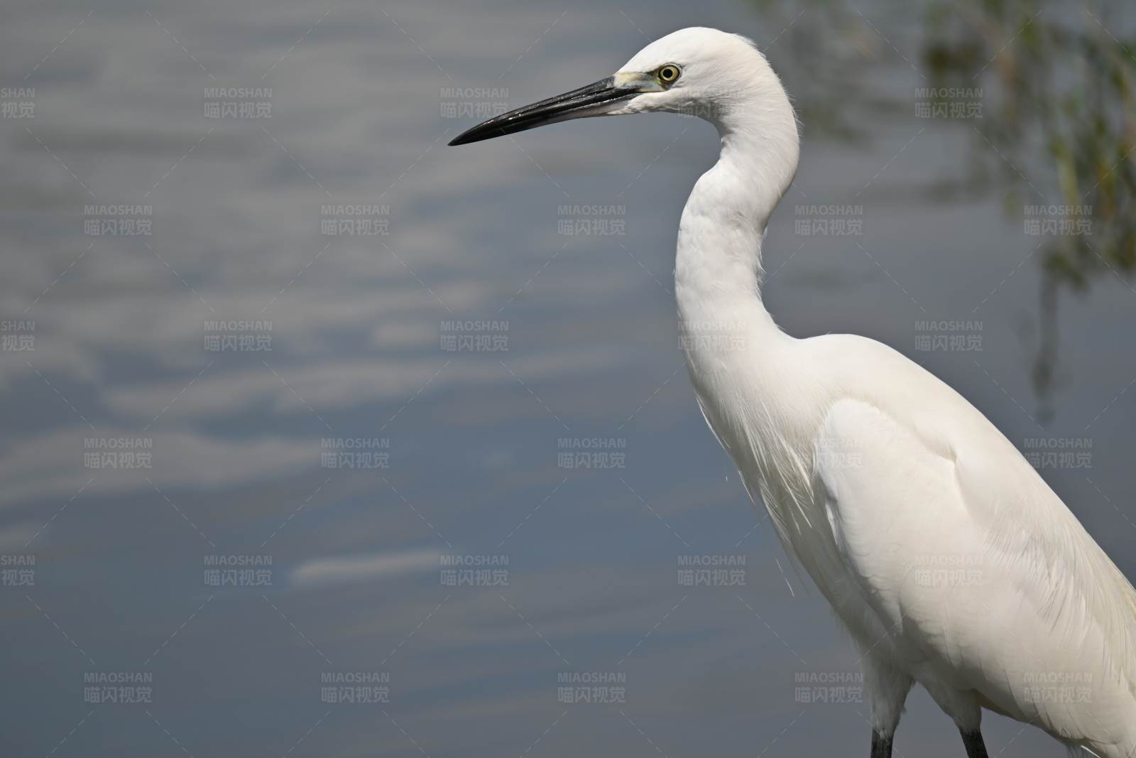 白鹭静立水边图片