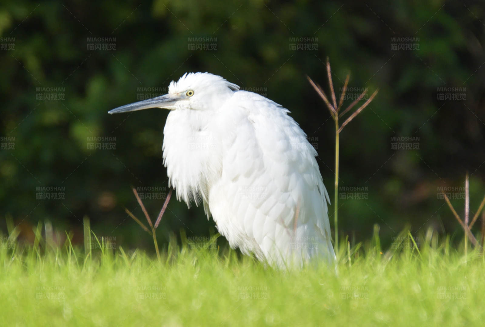 白鹭静立草丛中图片