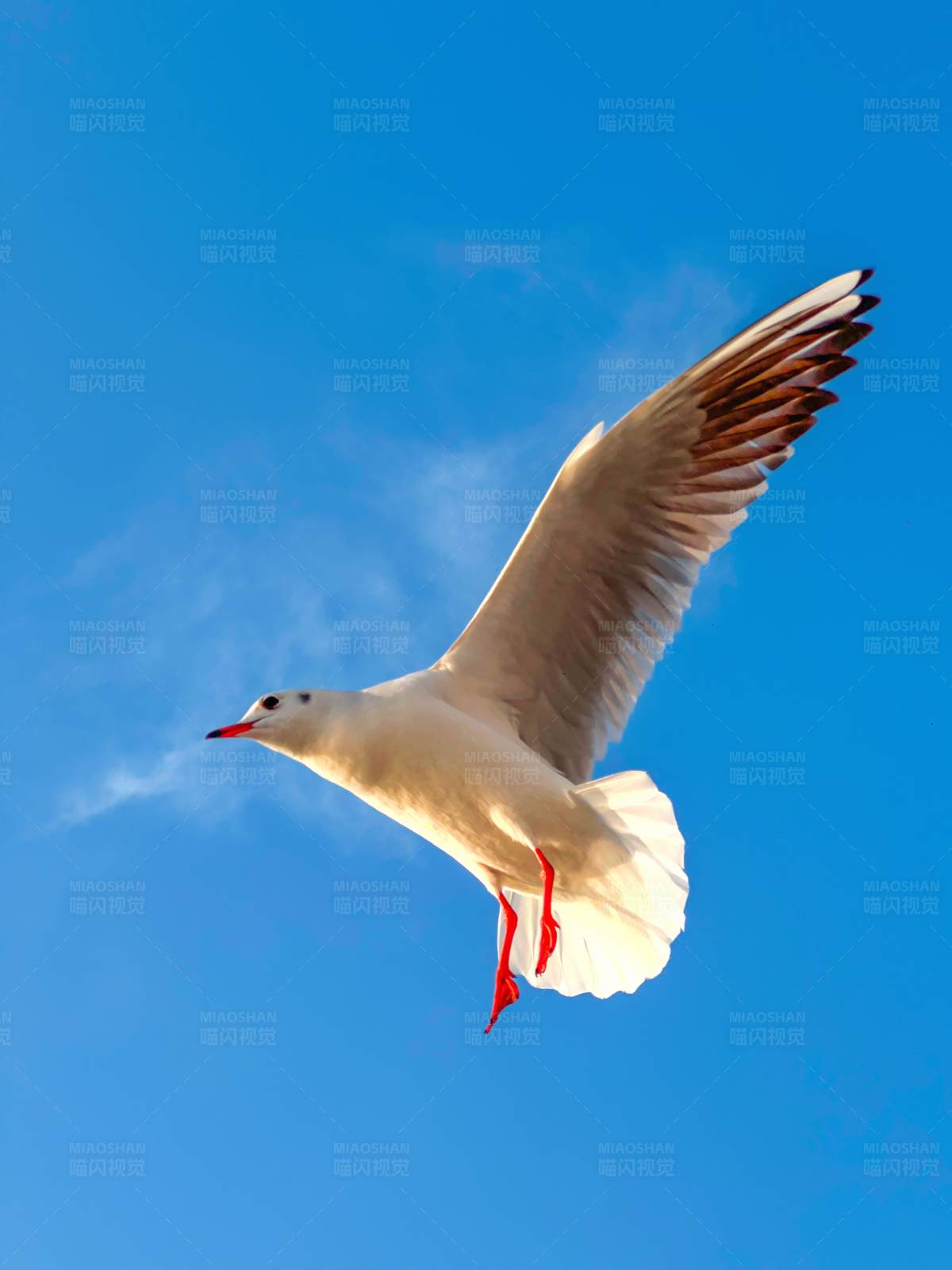翱翔蓝天的海鸥图片
