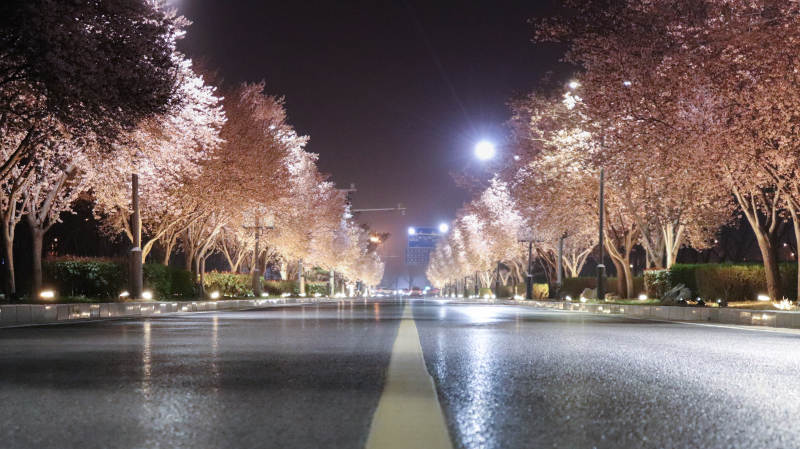 夜樱盛放的街道图片