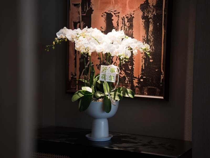 白兰花与艺术画图片