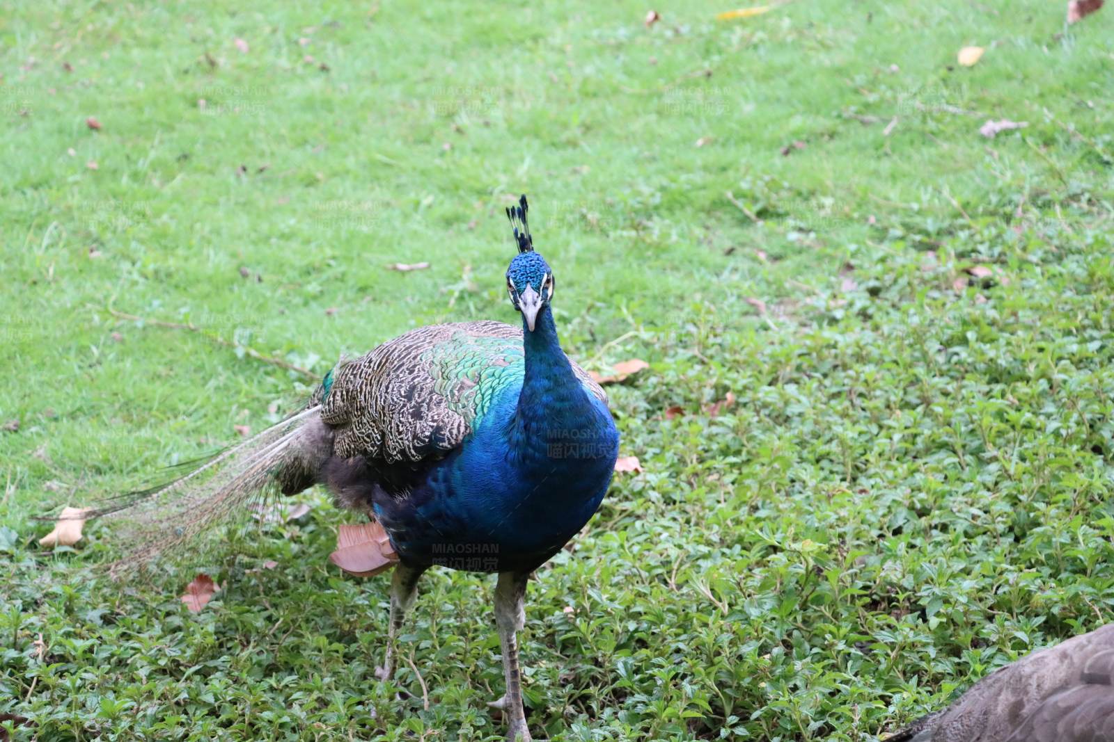 草地上独行的孔雀图片