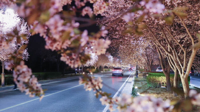 夜樱盛开的街道图片