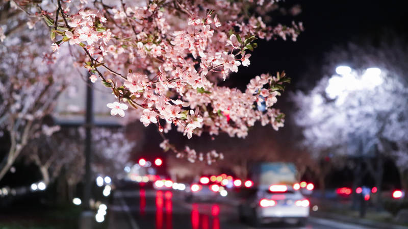夜樱盛开 车流如织图片