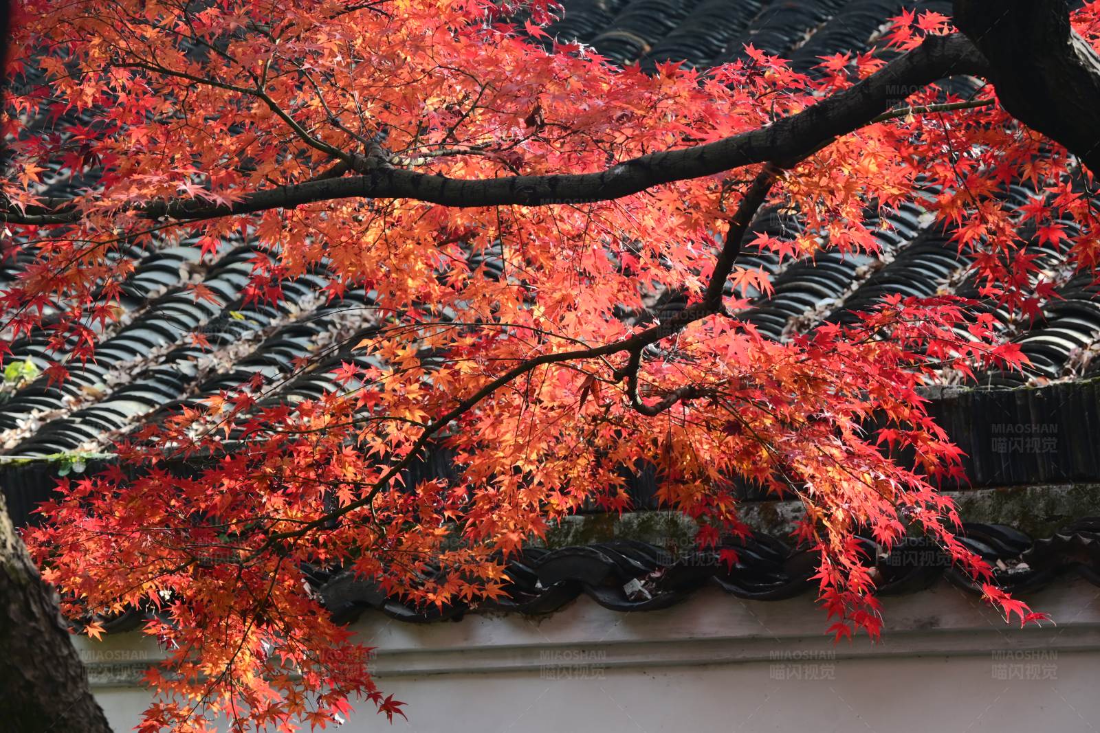 秋日红枫映园林图片