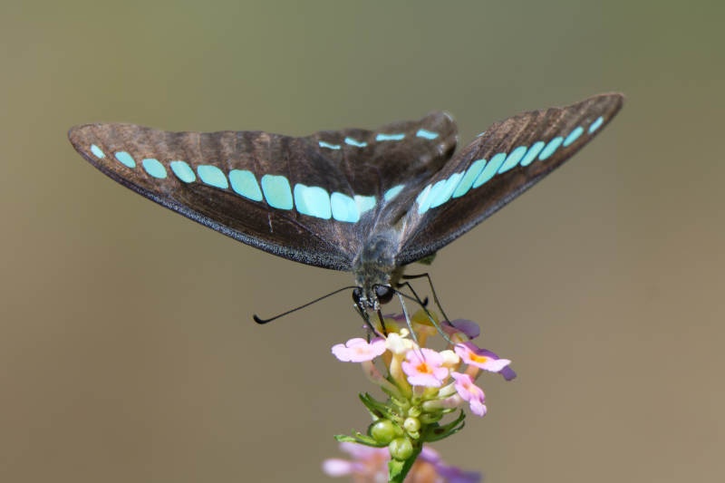 青凤蝶栖花间图片