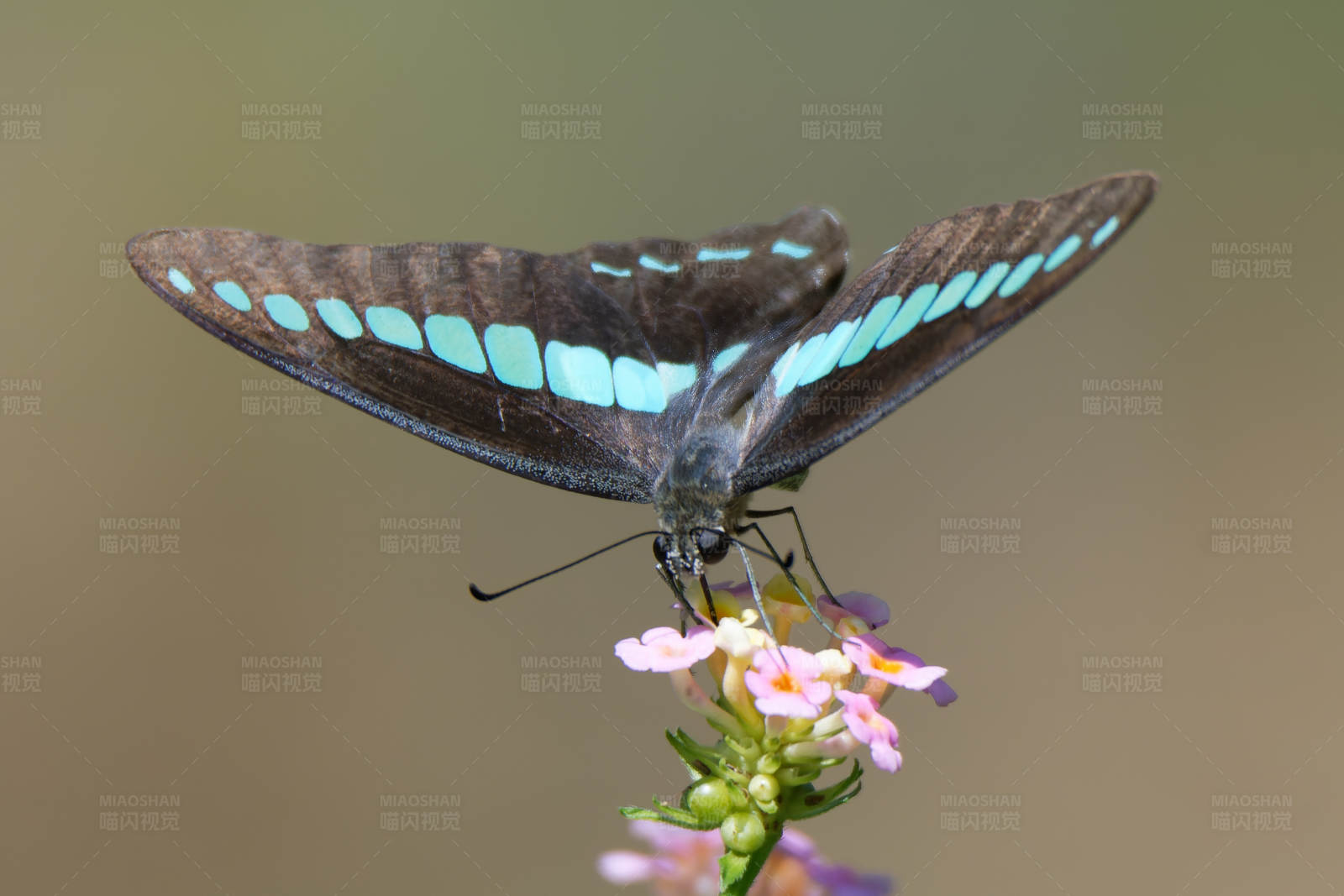 青凤蝶栖花间图片